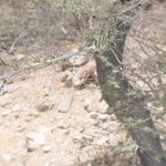 Vachellia hebeclada Лист