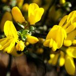 Genista scorpius Flower