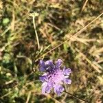 Scabiosa canescens फूल