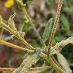 Pulicaria arabica Ekosanga
