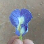 Clitoria ternatea 花