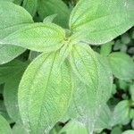 Chaetogastra paratropica Leaf