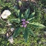 Mandragora autumnalis Leaf