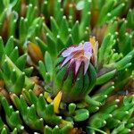 Werneria pygmaea Fleur