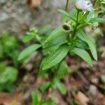 Erigeron speciosus Yaprak