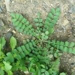 Sanguisorba minor Fuelha