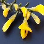 Genista pilosa Flower