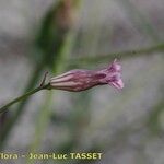 Silene behen Fula