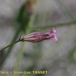 Silene behen Blüte