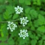 Chaerophyllum temulum花