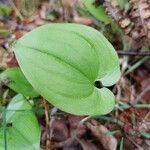 Maianthemum bifolium Лист