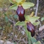 Ophrys lupercalis Mosusu