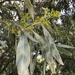 Acacia retinodes Leaf