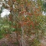 Eucalyptus lehmannii Habit