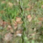 Verbena officinalis Hedelmä