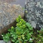 Saxifraga rivularis Habit