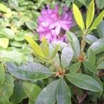 Rhododendron ponticum Fuelha