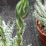 Aloe humilis Květ