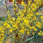 Forsythia viridissima Flower