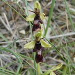 Ophrys insectifera 花