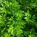 Artemisia verlotiorum Blatt