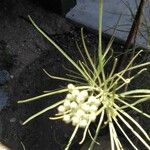 Asclepias linaria Flower