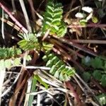 Sanguisorba officinalis অভ্যাস