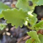 Sedum populifolium برگ