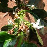 Coffea canephora 果實