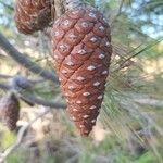 Pinus halepensis Fruit