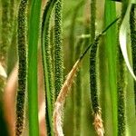 Carex pendula Feuille
