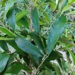 Chrysophyllum gonocarpum List