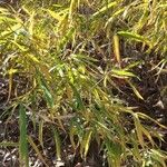 Phyllostachys aurea Folha