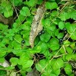 Geophila macropoda Tervik taim