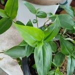 Commelina communis Liść