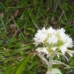 Petasites albusFlor