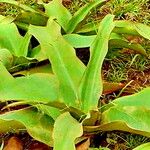 Crinum stuhlmannii Leaf