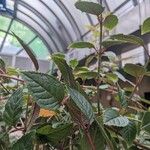 Fuchsia hybrida Hoja