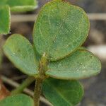 Grona triflora Leaf