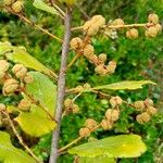 Macaranga myriolepida Fruto