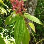 Miconia lacera Feuille