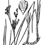 Juncus gerardi Övriga