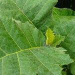 Solanum quitoense Levél