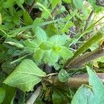 Cruciata pedemontana Leaf