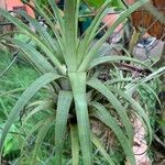 Tillandsia utriculata برگ