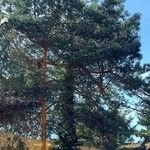 Pinus strobus Агульны выгляд