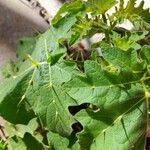 Solanum sisymbriifolium 叶
