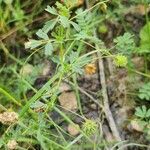 Medicago laciniata Συνήθη χαρακτηριστικά