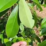 Magnolia conifera Hoja