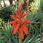 Aloe arborescens फूल